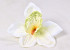 Orchid D14cm Cream