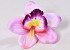 Orchidée D14cm Rose