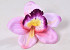 Orchidee D14cm Roze