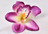 Orchid Purple D14cm