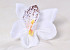 Orchid White D14cm