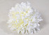 Chrysanthème D16cm Crème