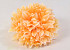 Chrysantheme D16cm Pfirsich