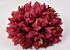 Chrysantheme D16cm Rot