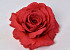 Rose D15cm Red