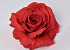 Rose D15cm Rot