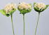 Hortensia 75cm blanc