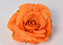 Rose D15cm Orange