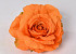 Rose D15cm Orange