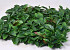 Grüne Pflanze Matte Photinia 50x50cm