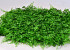 Green Plant Mat Fern/juniperus 50x50cm