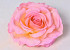 Rose D14cm Pink Yellow