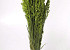 Avena Spring Green 70cm