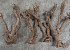 Lilac Trunk 50-70cm Knotty