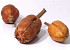 Mahogany Fruit Brown 8-12cm