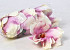 Magnolia D17cm Creme-Roze