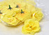 Mini Rose D5cm Yellow