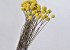 Craspedia Yellow, per stem