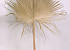 Pettycoat Palm Leaf 170cm
