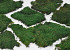 Mousse Plate Vert Forêt pro Kg