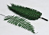 Fern Parchment Fern 40cm 10-Pack