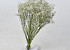 Gypsophila 50cm (25 branches)