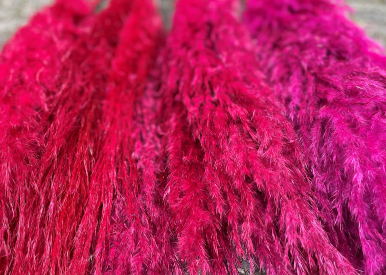 Bright pampas