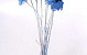 Achillea Parker Bright Blue 70cm