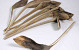 Chausse-Pied 35-60cm