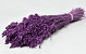Briza Maxima 100gr. Purple