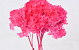 Hydrangea preserved Pink