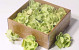 Sola Magnolia 6cm Vert 18pcs