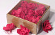 Sola Magnolia 6cm Rood 18pcs
