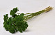 Achillea Filipendula 100gr. Grün