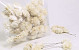 Sola Carnation 6cm white