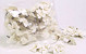 Sola Liriodendron 6cm white