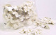 Sola Tulpenbaum 6cm white
