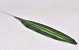 Dracaena Leaf Green 14/62cm