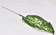 Dieffenbachia Leaf Green 21/41cm