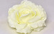 Rose D16cm Crème