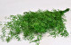 Asparagus H80cm