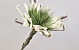 Fleur en mousse 80cm Blanc/Vert