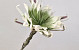 Foam Bloem 80cm Wit/Groen