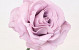 Foam Rose XL Pink, D13cm