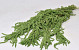 Amaranthus Caudatus Waltgrün 70cm