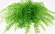 Air Fern Frühlingsgrün 15cm 5-Pack 