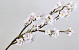 Apple Blossom 104cm White