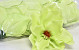 Magnolia D17cm Light Green
