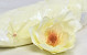 Magnolia D17cm Creme Geel
