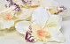 Orchid D16cm Cream